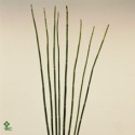 Botte Bamboe Prele