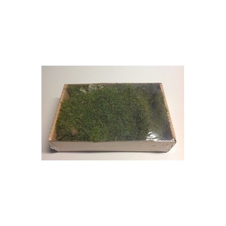 Mousse plate des bois 