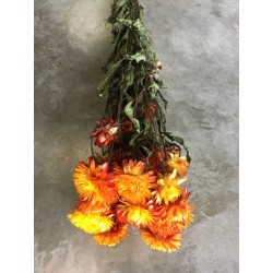 Botte de Helichrysum seché