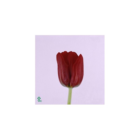 25 Tulipes bicolores