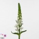 20 Ornithogalum