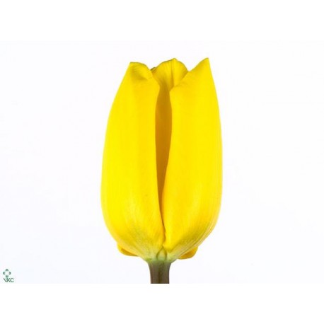 50 TULIPES