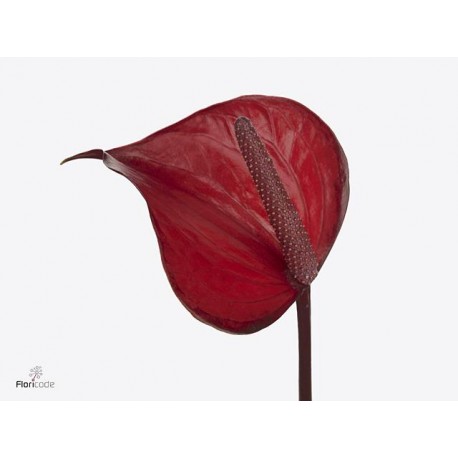 10 Anthurium