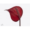 10 Anthurium