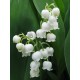 Bouquet de muguet