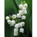 2 brins de muguet