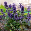 Ajuga plante vivace