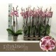 4 Phalaenopsis 
